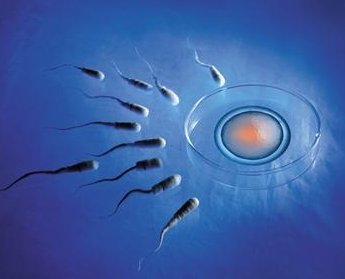 女性有染色体罗氏易位在潮州市做试管养囊成功率高吗？试管移植后需要保胎吗！